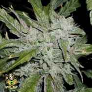 Reeferman Seeds China White